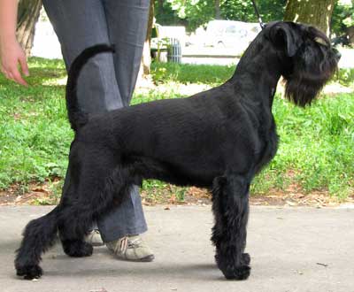 Otis Boanergos Fagot
