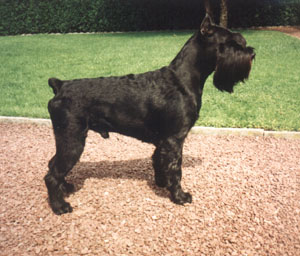 Negus De Ludolphi