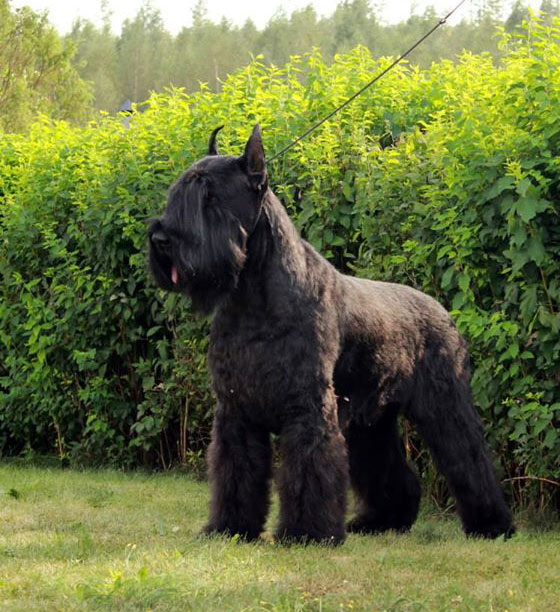 Otis Boanergos Desdechado
