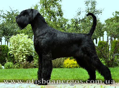 Otis Boanergos Ezop