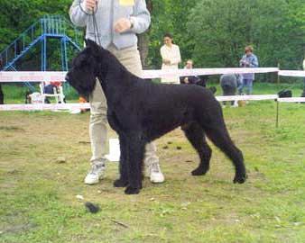 Gloris Miracle Met 