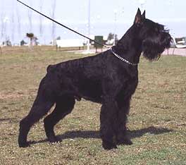 Zico de Campoc de Oro
