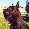  Otis Boanergos Orhideya