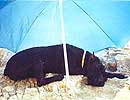  Otis Boanergos Orhideya