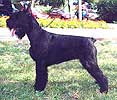  Otis Boanergos Orhideya