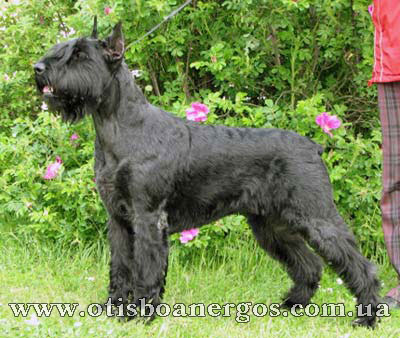 Otis Boanergos Pinokolada